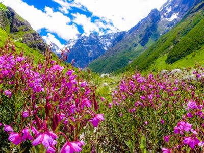 Valley Of Flowers Tour Packages