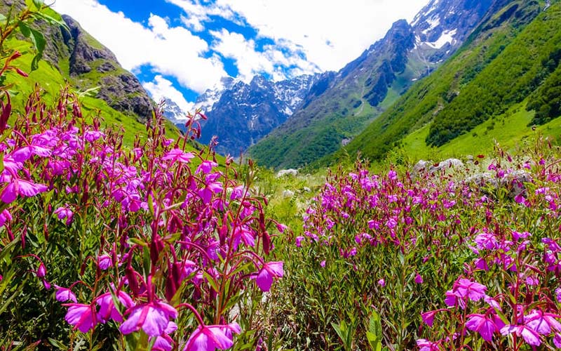 Valley Of Flowers Tour Packages