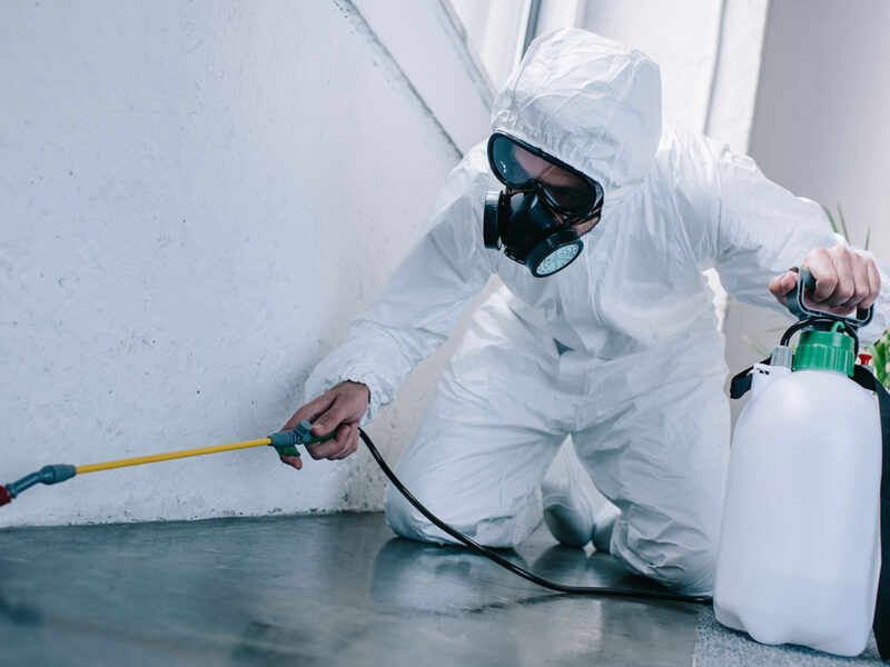 Pest Control Dubai
