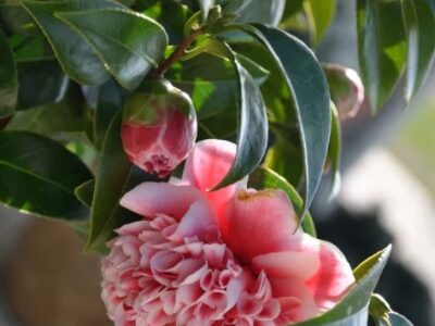 Australian Plants Online, Plant Nursery Melbourne - Online Plants