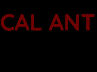Local Ant Control Brisbane