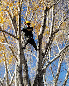 Bad Mountain Tree Service